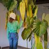 Green Plants Artificial Calla Leaves Lifelike Artificial Arrowroot Leaf Banana Leaf  Room Decor