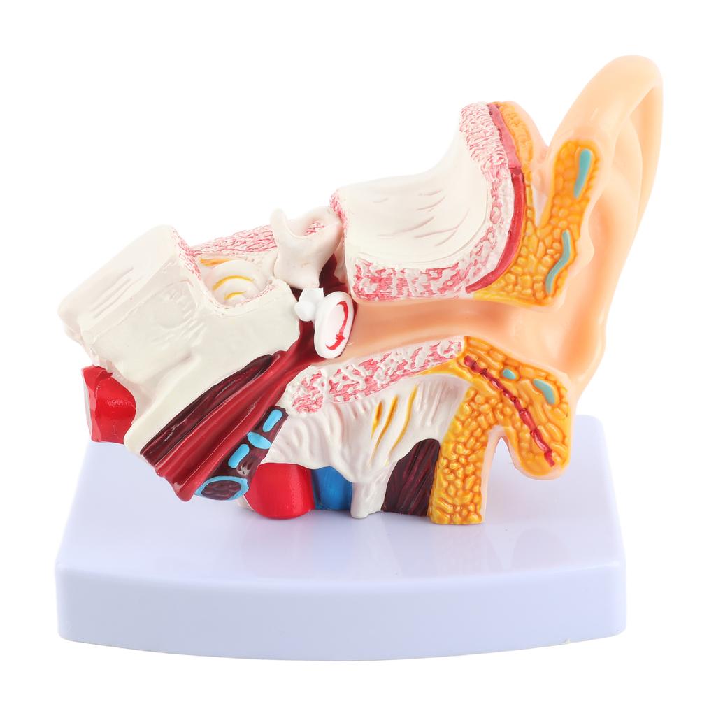 Ear Model Anatomy 1.5:1 Magnified Scientific Professional Simulation Small Human Anatomy Model