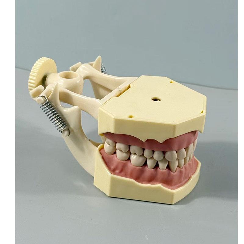 Прозора Знімна Повна Модель Щелепи з М'якими Яснами та Зубами для Підготовки до Імплантації