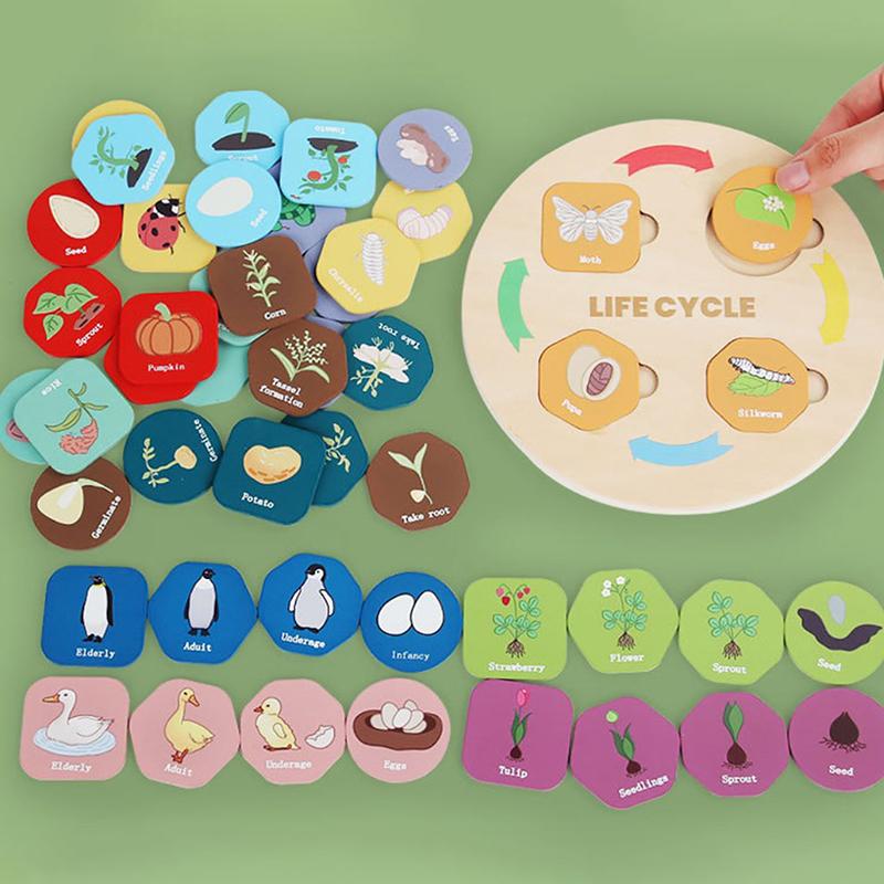 

Life Cycle Board Montessori Kit Biology Science Education For Kids Sensory Tray Animal Figure Life Cycle Sorting Christmas Gift