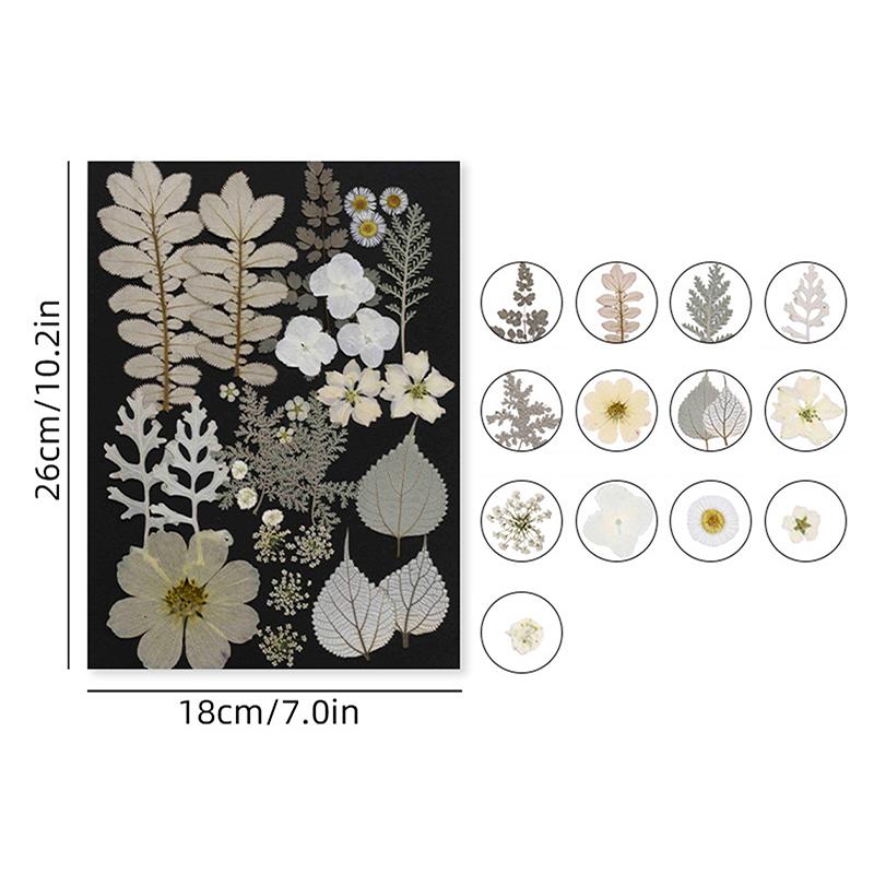 Dry Embossed Flower Diy Hand-Drop Glue Photo Frame Decorative Real Flower Plant Specimen Dried Flower Materials