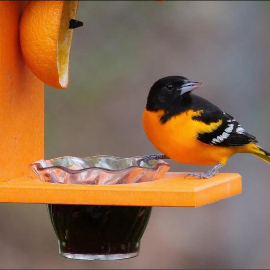 Yousheng Hanging Oriole Feeder, Outdoor Bird Feeder with Fruit Holder, Two-Cup Birdfeeder, Jelly And Fruit Feeder for Orioles Mockingbirds Backyard