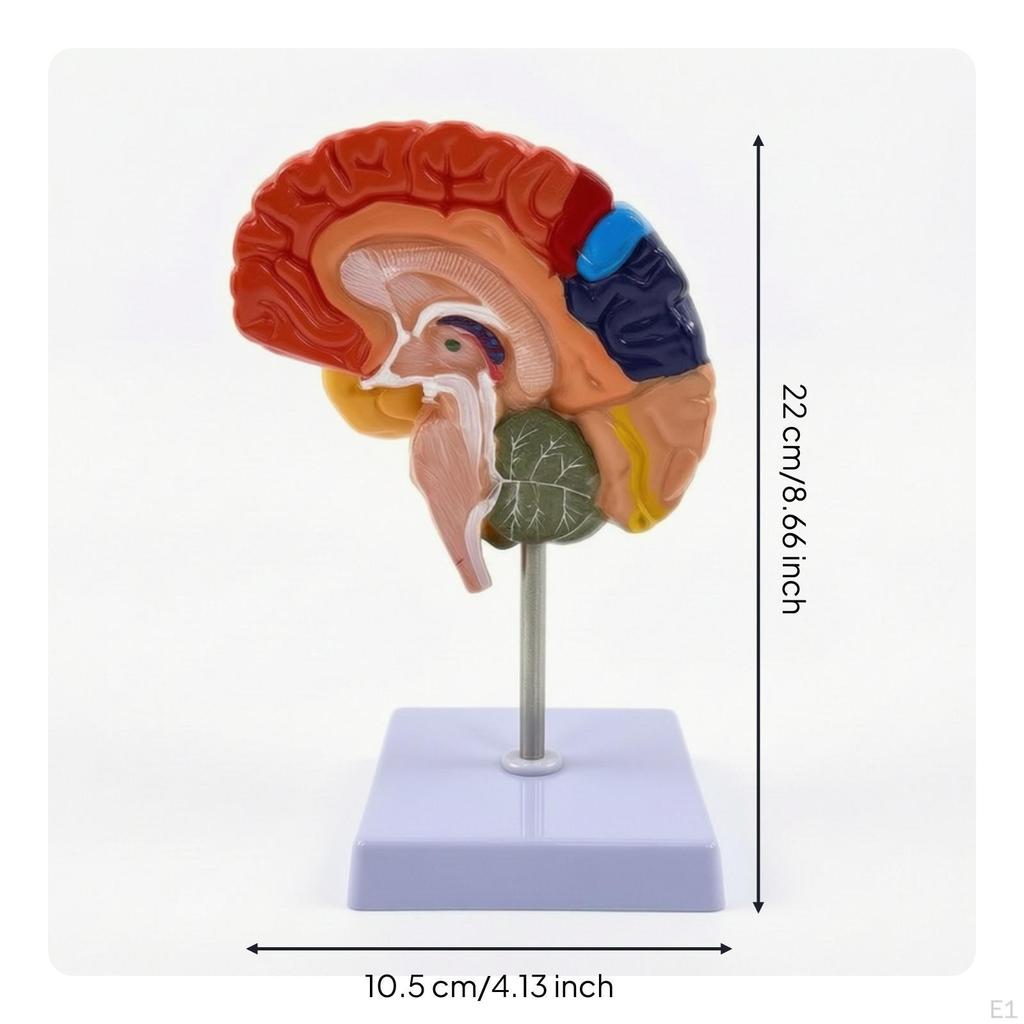 Structural Cerebral Hemisphere Model | ColorCoded, , for Classroom
