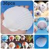 Creative DIY Projects DIY Craft Shells Natural Scallop Shells