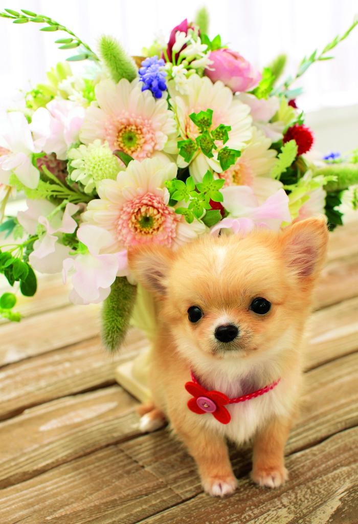 450 brikker puslespill Master Osuma Shidogan liten brikke (26x38 cm)