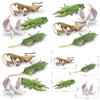 Lifelike Insect Model Set With Four Unique Designs Including Orchid Mantis Leaf Insect And More