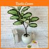 Ochrosia Maculata Jacq Indoor Green Plants For Photography Backdrops