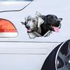 Two Hound Dogs Hiding In the Hole Car Stickers, Waterproof Irregularly Shaped Car Decoration Decals