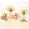 3Pcs/set Spring Wire Spring Base Holder Pineapple Base Spring Wire Egg Tray  Home Decor