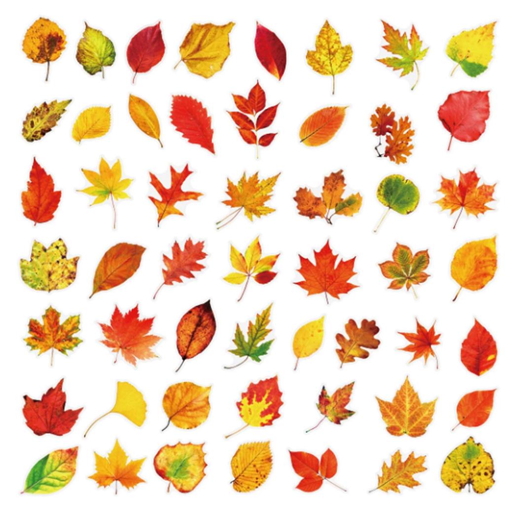 50 Pcs Nature Scenery Sticker Set for Journaling and Scrapbooking