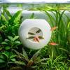 Suction Cup Fixed Fish Shrimp Hiding Cave Spherical Fish Tunnel Toy  Fish Shrimp Reptiles