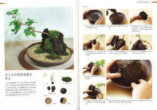 Your First Landscape Bonsai: Ideas and Tips for Expressing Landscape in a Pot