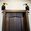 2 Stück Nashornvogel Tür Eckendekoration Dekorative Türrahmenaufsätze Abziehen und Aufkleben Kein Bohren Wasserdichte Wanddekoration für Innen Außen
