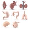 Children'S Simulated Science And Education Cognitive Toys, Brain, Stomach, Heart, Liver, Lungs, Static Ornaments Of Human Organs
