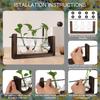 Hydroponic Vase Simple Decorative Glass Flower Vase Plant Terrarium with Wooden Stand