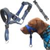 Cães – Colares e correias para cães