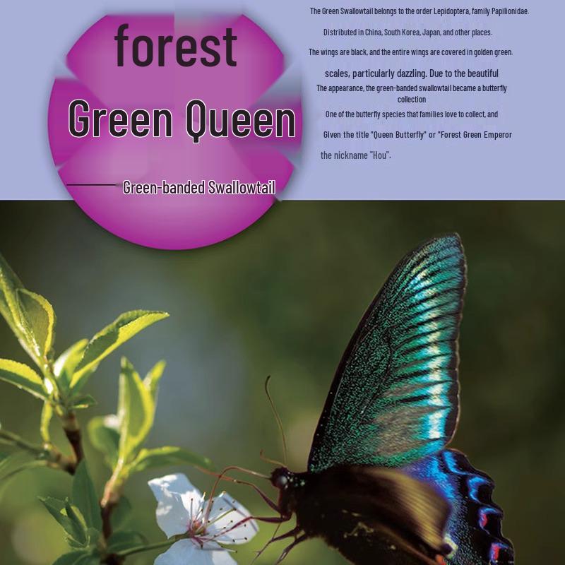 Insect World Mysteries: Genuine Hardcover Encyclopedia of Insects