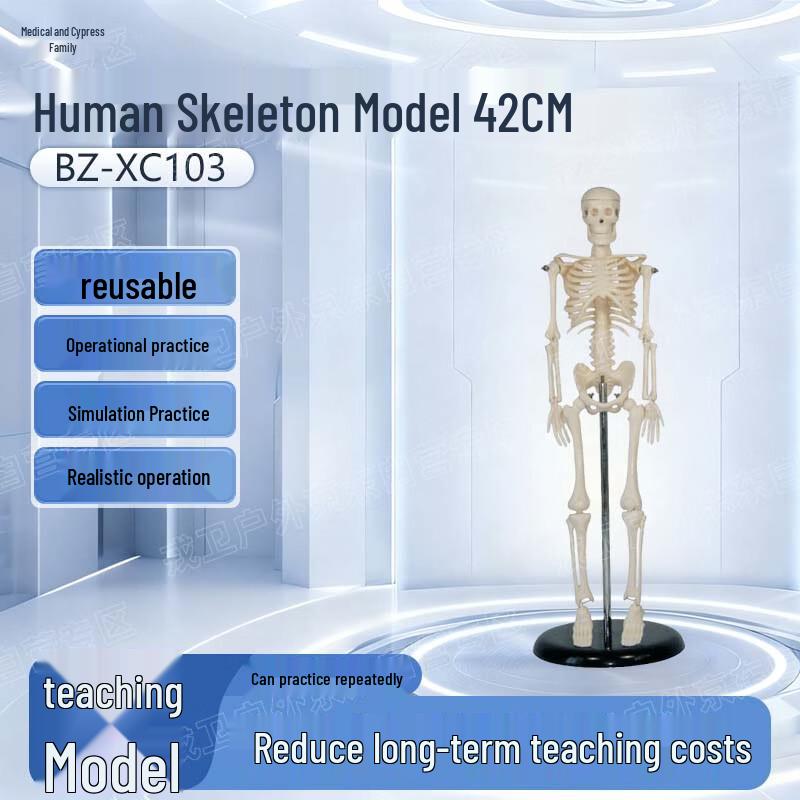 Медицинская модель человеческого скелета
