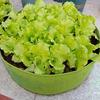 Circular Large Felt Fabric Garden Grow Bags Planting Pot Outdoor Yard Garden Vegetable Field Bed Garden Nursery Bag Planters