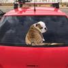 3D Window Car Stickers Cute Bulldog Moving Tail Wiper Stickers for Rear Windshield Car Styling Auto Decoration Car Accessories