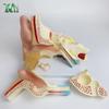 Human Ear Anatomy Model, 4x Magnified