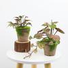 Exquisite Plastic Bonsai Set For Home And Photography Props Eucalyptus Banana Leaf Turtle Back Daisy Hibiscus