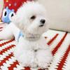 Spring Summer Cat Puppy Harness Wear Simple Mesh Breathable Outdoor Pet Dog Walking Supplies Chihuahua Corgi Saddle Chest Straps