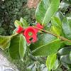 15pcs Plant Bending Clip For Low Stress Training Bender Trainer Clip For Indoor And Outdoor Plant Health Growth Care