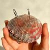 Mini Compact Natural Seashell Notebook Natural Shell Mini Notebook Sketchbook  Personal Use