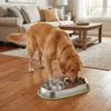 Non Slip Stainless Steel Cat Bowl Single/Double Bowl Pet Drinking Bowl For Dogs Cats