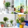 2/4/8PCS Plastic Plant Support Stake Semicircle Greenhouse Fixed Rod Indoor Flower Vine Climbing Bracket Garden Arrangement Holder
