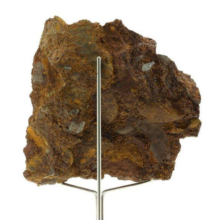 Pierres et Minéraux. Ammonite Pleydellia 1284.0 ct. Mine de Saint-Quentin-Fallavier, Isère, France.