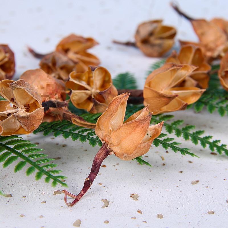 Christmas Pine Cones & Dried Flowers Pack - Eucalyptus, Pine Wood, Cotton, Handmade Photography Props