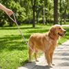 Bite Resistant Beaded Dog Leash Artificial Pearl Anti-Escape Dog Lead Leash Decorative Solid Color Pet Traction Rope