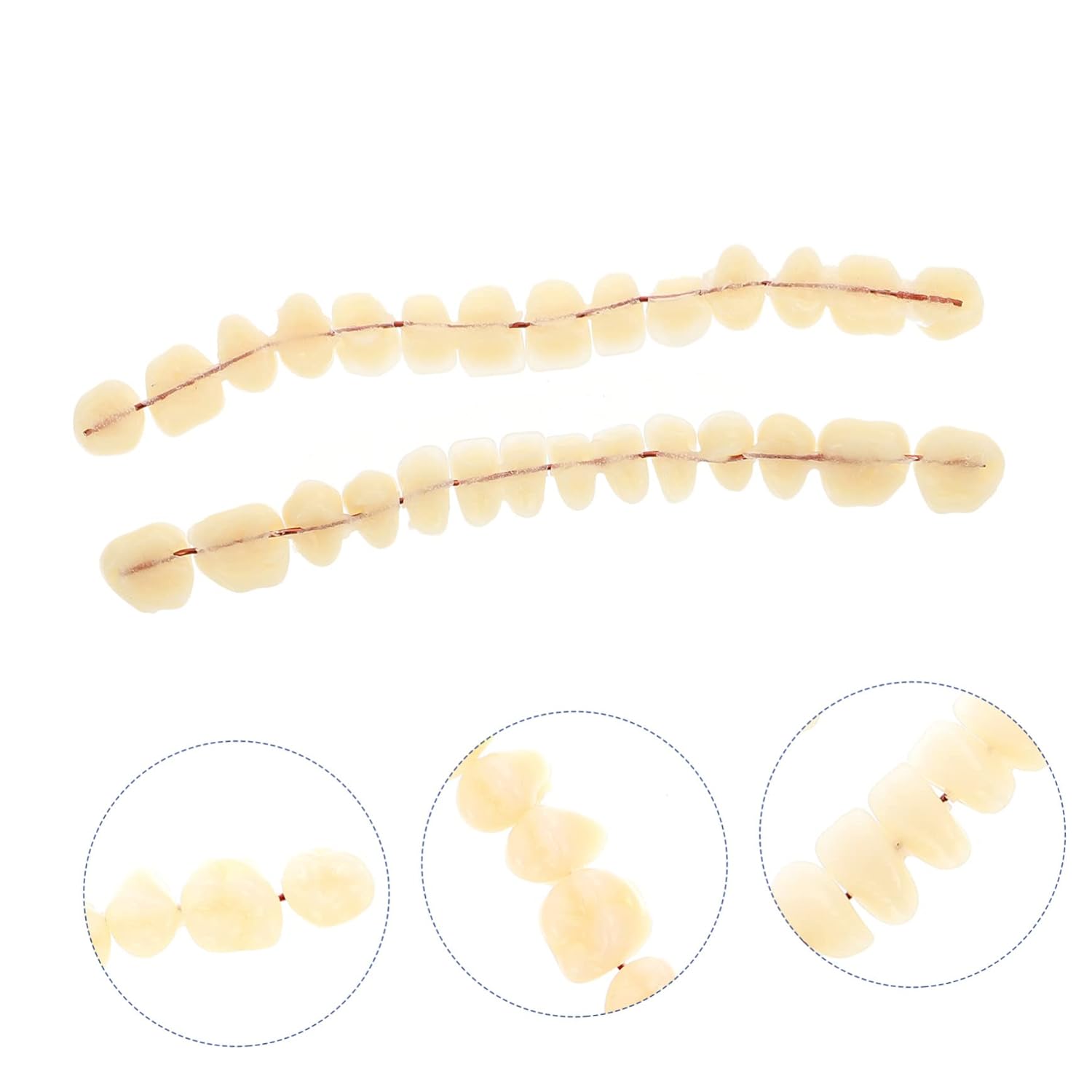 Teeth 3D Model 1 Set Model Dental Models for Students Human Teeth Model Dental Training Models Models Dental Display Models Fake Teeth Model
