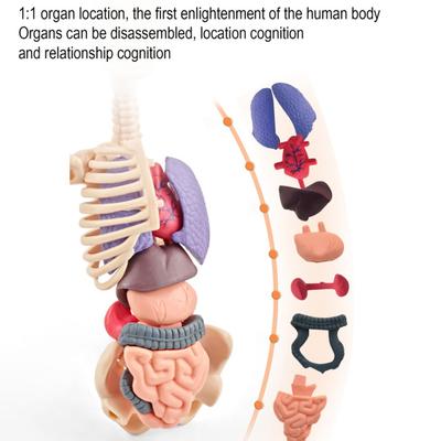 Klares Modell der menschlichen Körperstruktur 28-teilige abnehmbare Anatomiefigur 3D-Bausatz DIY Menschlicher Torso Organmodell für Bildung und Demonstration