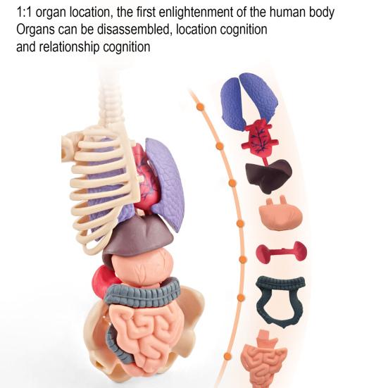 Clear Human Body Structure Model Kit 28-Piece Removable Anatomy Figure 3D Assembly Set DIY Human Torso Organ Model for Education And Demonstration