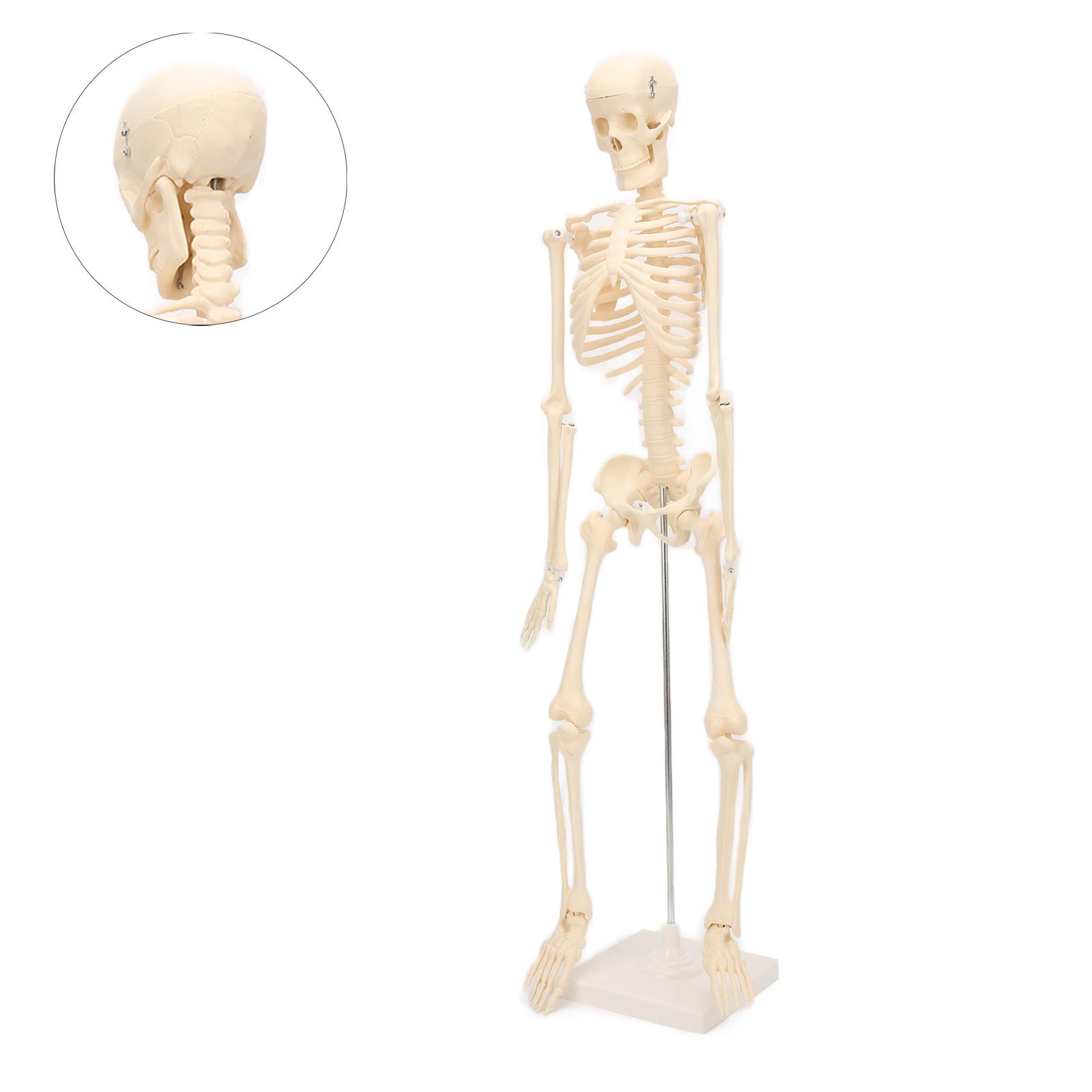 Human Skeletal Model ABS Human Bone Model with Detachable Function Simulation for Anatomy and Research ABS