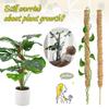 Diy Modeling Plant Climbing Poles Can Be Bent At Will Coconut Palm Rods Free Shaping Column Moss Gardening
