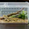 Przezroczysty Plastikowy Terrarium dla Gadów Wentylowany Pojemnik Hodowlany Dla Jaszczurek Węży i Małych Zwierząt