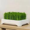 Anti-Pull Out Cat Grass Planter Self-planted Tray Wheat Seedling Pot Growth Planter  Indoor Growing