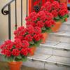 Wind Simulation Begonia Flower Fake Flower Home Living Room Geranium Silk Flower