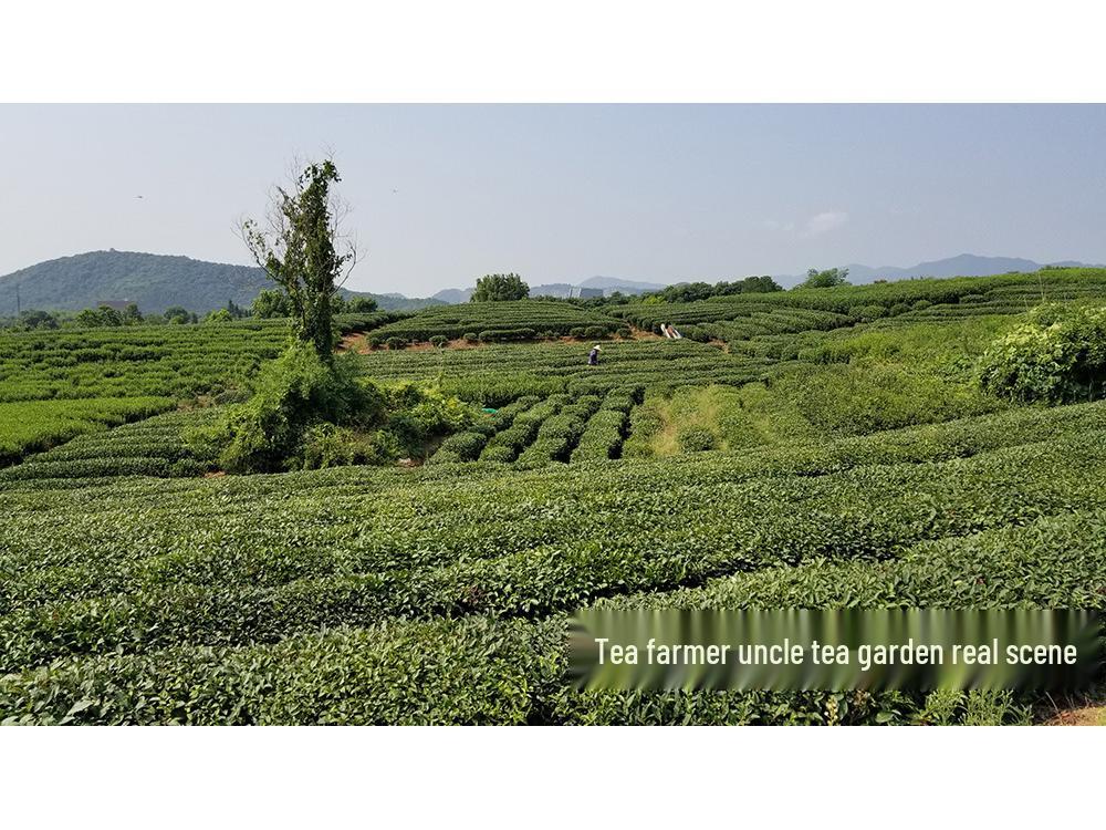 Uncle Phoenix Mao Feng White Tea - Pre-Rain First Grade 2025 Spring Green Tea