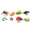 Life Cycle Classroom Accessories Aids