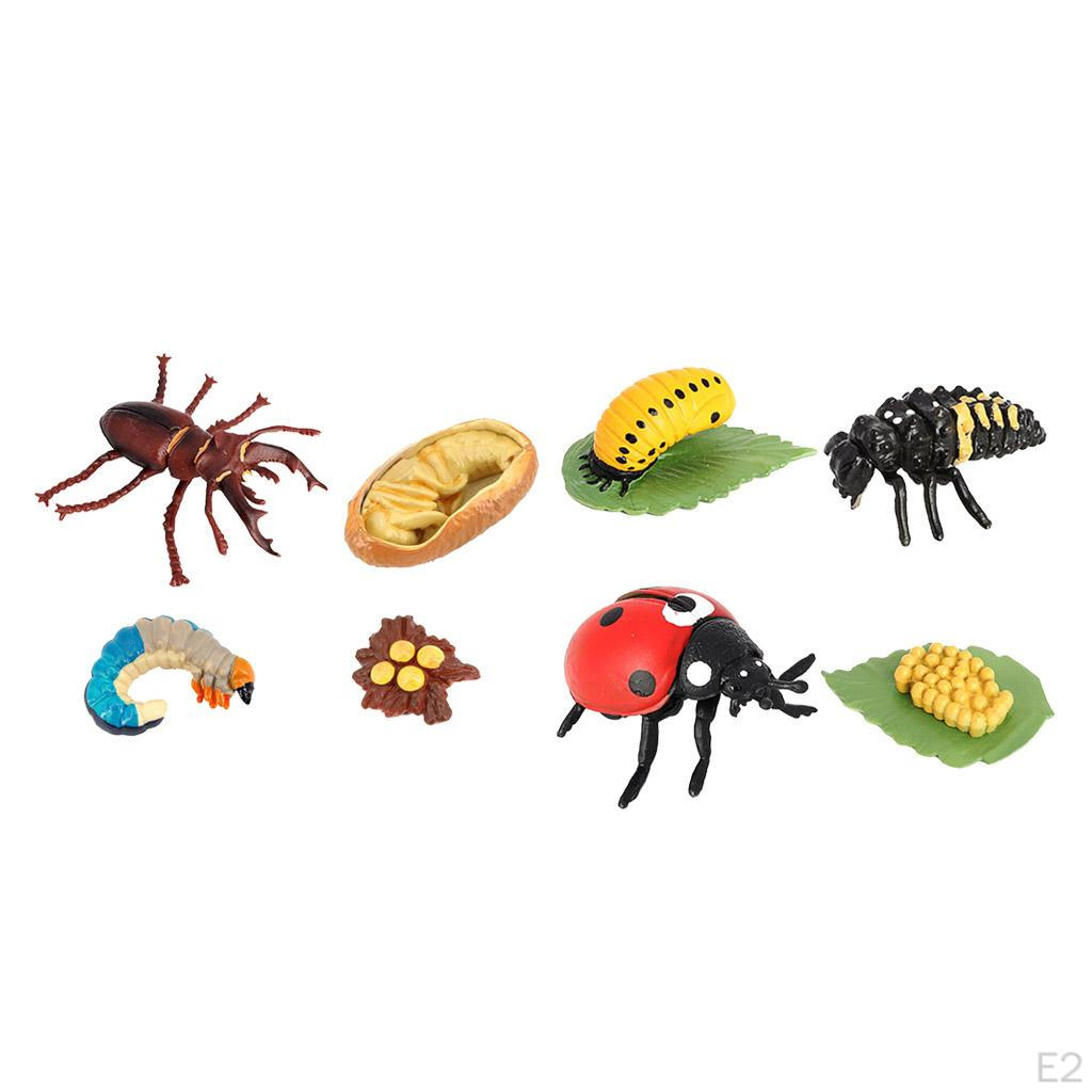 Life Cycle Classroom Accessories Aids
