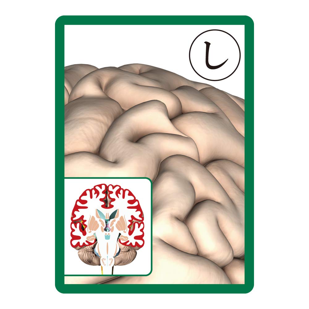 Muscle Karuta Bone Karuta Brain and Internal Organs Karuta Anatomy Karuta Set + + 3-Piece