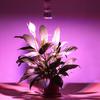 E27 AC85-265V Grow Lamp Indoor Full Spectrum LED Greenhouse Bulb Grow Light Plant Lamp Phyto Lamp