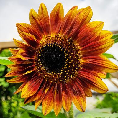 Flower Sunflower Seed Mixture 5g -