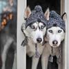Winter Pet Dog Knitted Hat Warm Windproof Pet Hats Woolen Fashion Cat Headband Autumn and Cute Simple and Versatile Pet  Hat