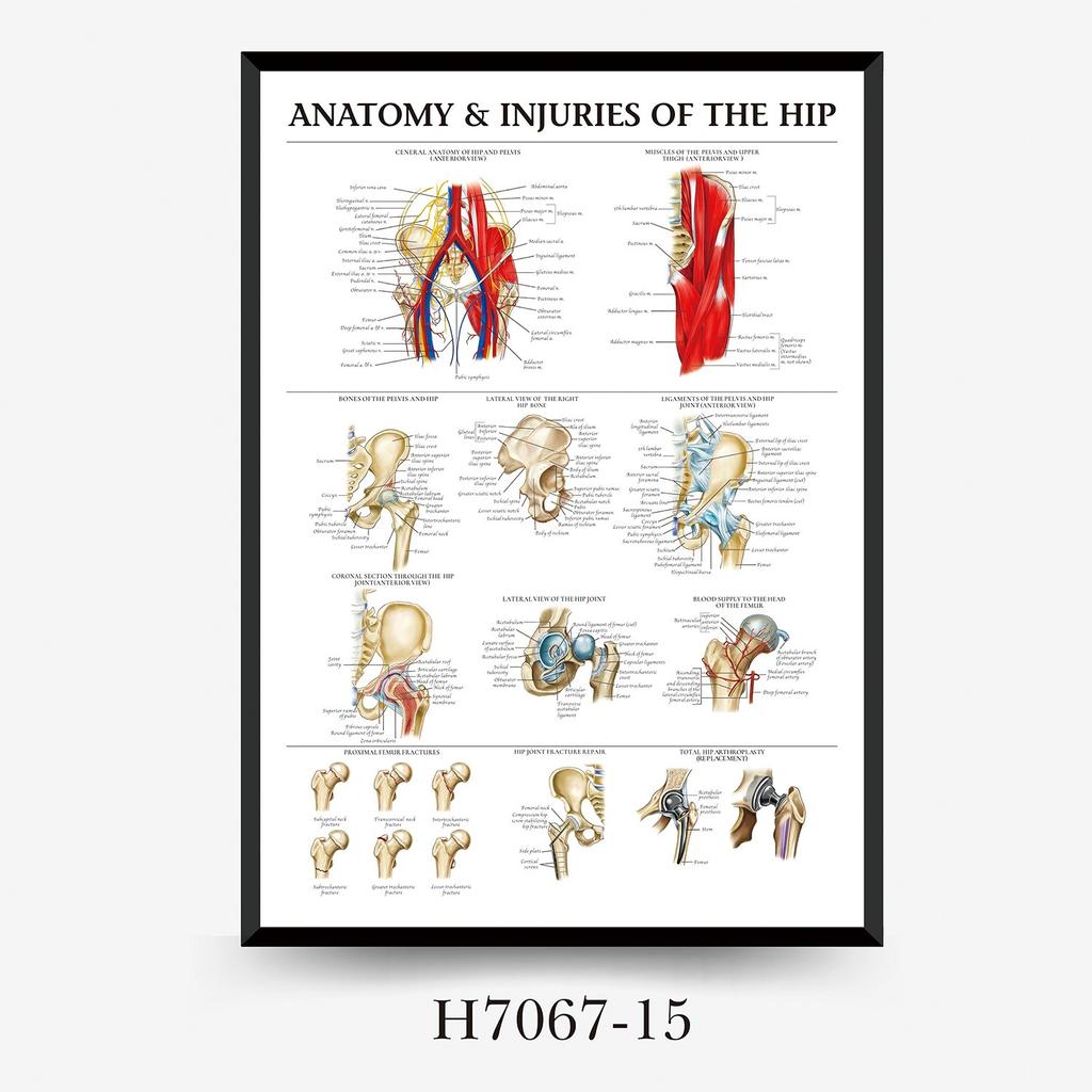 Human Tissue Structure Muscle Gym Medical Education Decorative Canvas Painting Poster Wall Art for Home Decor